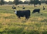 Images for Burtonhole Lane, Mill Hill Village